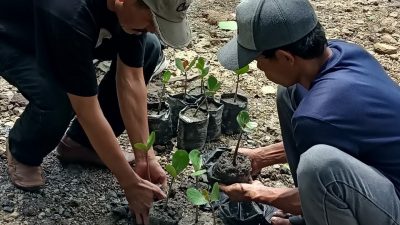 Bukti Serius Peduli Lingkungan: Nasdem Tanam Mangrove di Donggala