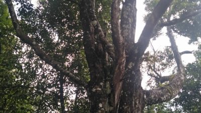 Cengkeh Ratusan Tahun