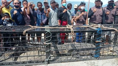 Cerita Yahdi Basma Soal Cara Warga Tangkap Buaya Teluk Palu