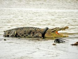 Ini Foto Buaya Berkalung Ban yang Berujung Pengaduan di Polda Sulteng