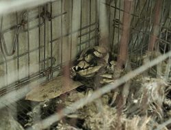 Pelaku Penelantaran Anjing di Bali Diduga Berasal dari Kota Palu