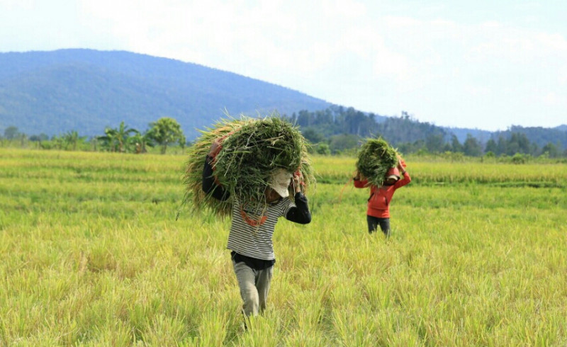 Kelompok tani padaidi