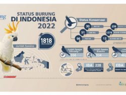 Tertinggi di Dunia, 177 Spesies Burung di Indonesia Terancam Punah