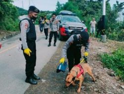 Mengenal Cendy Si Anjing Pelacak yang Terlibat Pencarian Dokter Faisal di Tolitoli