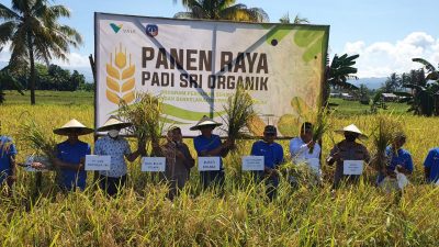 Cerita Sukses Petani di Kolaka Tingkatkan Produksi dengan Metode SRI Organik