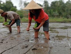 Begini Upaya PT Vale Indonesia Dukung Transformasi Ekonomi Lokal Berkelanjutan