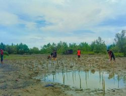 Mitigasi Bencana, Belasan Pemuda Tanam Mangrove di Lokasi Bekas Tsunami Tonggolobibi