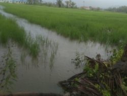 Puluhan Rumah dan Sawah Terendam Banjir di Desa Tompe Sirenja Akibat Hujan Deras