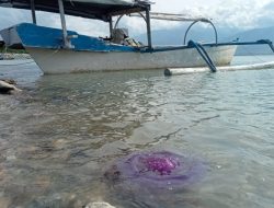 Warga Diimbau Tidak Menyentuh Langsung Ubur-ubur Ungu di Teluk Palu, Ini Bahayanya