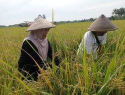 Kemiskinan Meningkat Karena Inflasi, Saran BI Sulteng Ini Perlu Jadi Perhatian Pemerintah