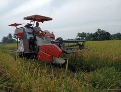 Nilai Tukar Petani di Sulteng Naik 0,14 Persen Selama Februari 2023