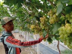Hasil Panen Anggur Menggiurkan, Petani di Kota Palu Raup Omzet Rp3-4 Jutaan per Hari
