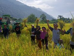 Hasil Panen Padi Organik Petani Binaan PT Vale di Desa Ululere Makin Berlimpah