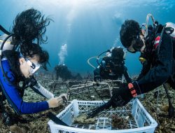 PT Vale Tanam 25 Struktur Terumbu Karang dan Bersihkan Pesisir Pulau Bulupoloe