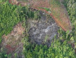 Gakkum Kehutanan Tangkap 3 Pelaku Pembalakan Liar di Lutim