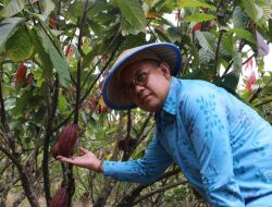 Biji Kakao Fermentasi Poso Tembus Pasar Dunia, OJK Sulteng Dukung Ekspor Perdana ke Prancis