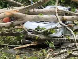 Pohon Tumbang Timpa Mobil di Jalur Kebun Kopi, 1 Pengemudi Asal Pohuwato Gorontalo Meninggal