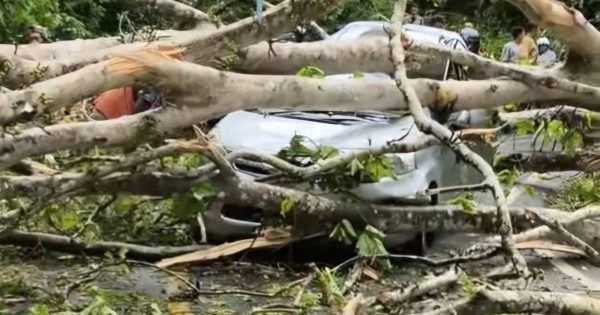 Pohon Tumbang Timpa Mobil di Jalur Kebun Kopi, 1 Pengemudi Asal Pohuwato Gorontalo Meninggal