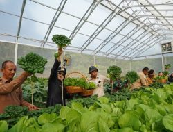 Panen Perdana Hidroponik Binaan PT IMIP, Pacu Ketahanan Pangan, Tingkatkan Ekonomi Warga