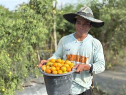 Begini Upaya IMIP Perkuat Kemandirian Ekonomi Petani Lokal