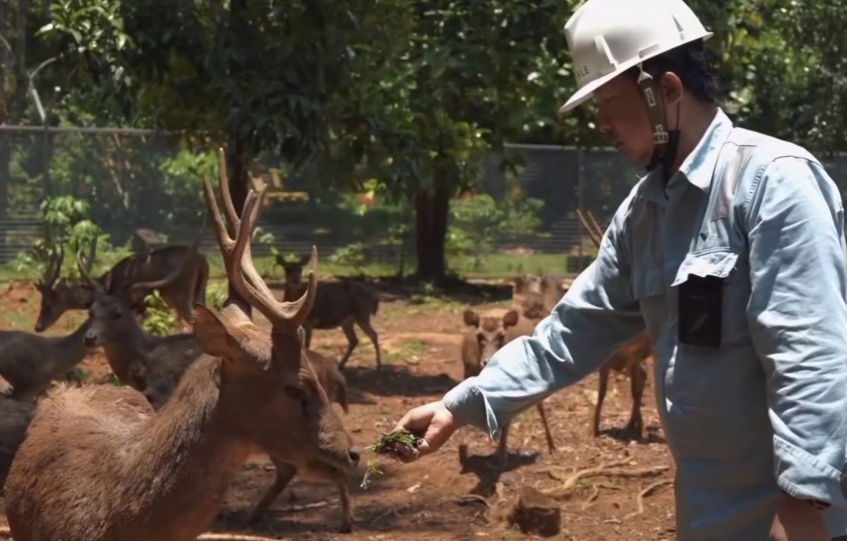 Rusa timor PT Vale Indonesia